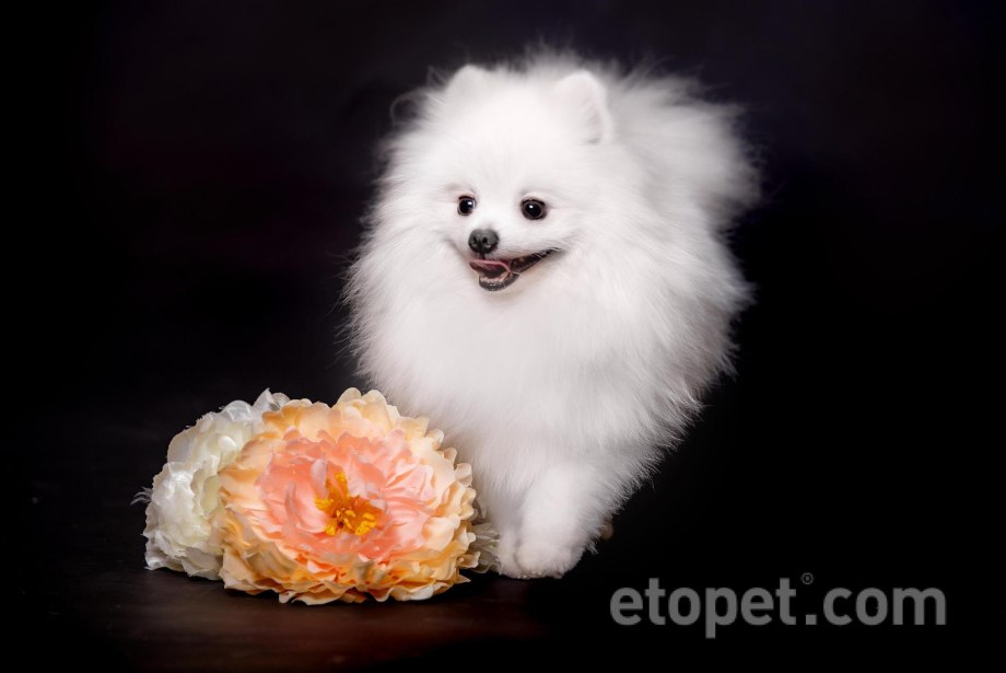 Померанский шпиц