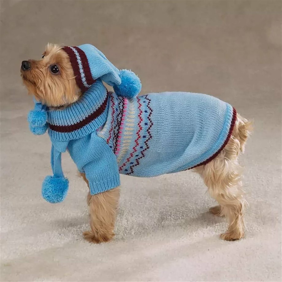 Вязаные спицами собака. Вязаная одежда для собак. Свитер для Йорка. Вязаный свитер для собаки. Одежда для собак мелких пород.