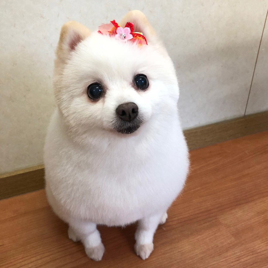 Японский шпиц Шунсуке