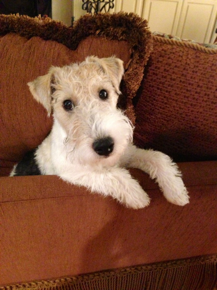 Wirehaired Fox Terrier