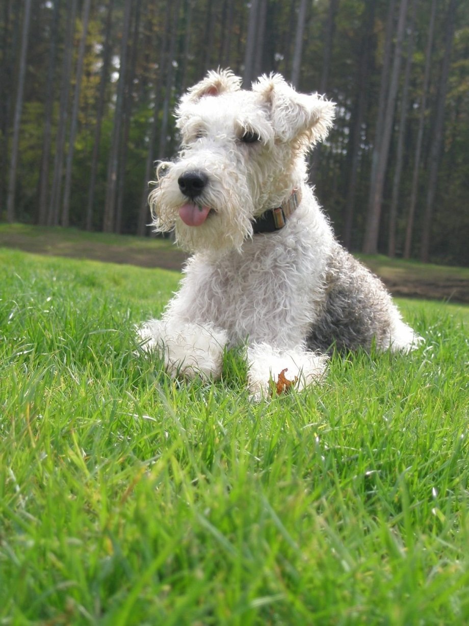 Фокстерьер (Fox Terrier)