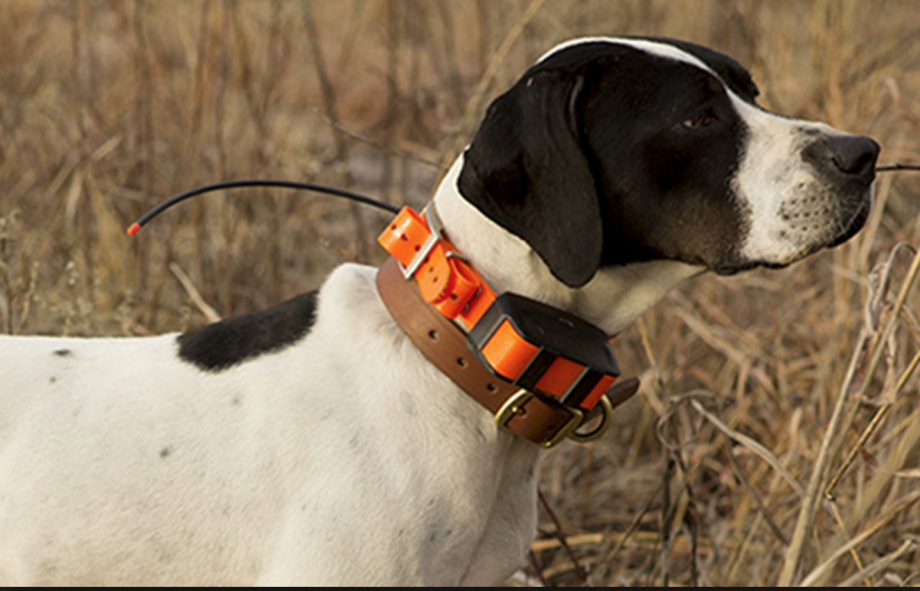 T5 Collar Rus ошейник (010-01041-f4)
