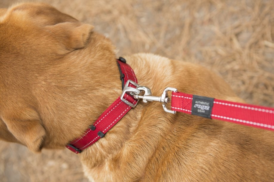 Dog GPS x20 ошейник