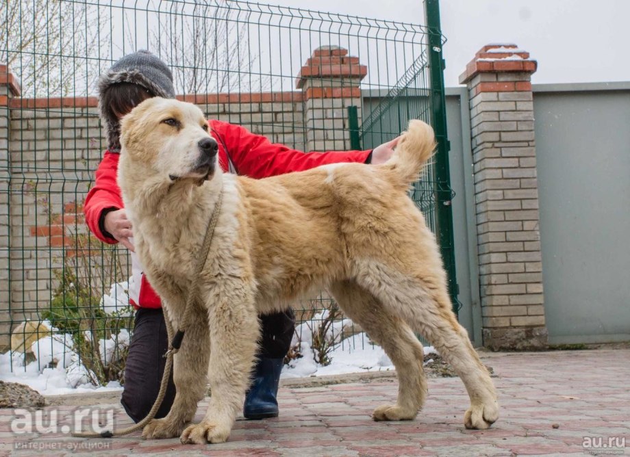 Алабай кавказский сторожевой
