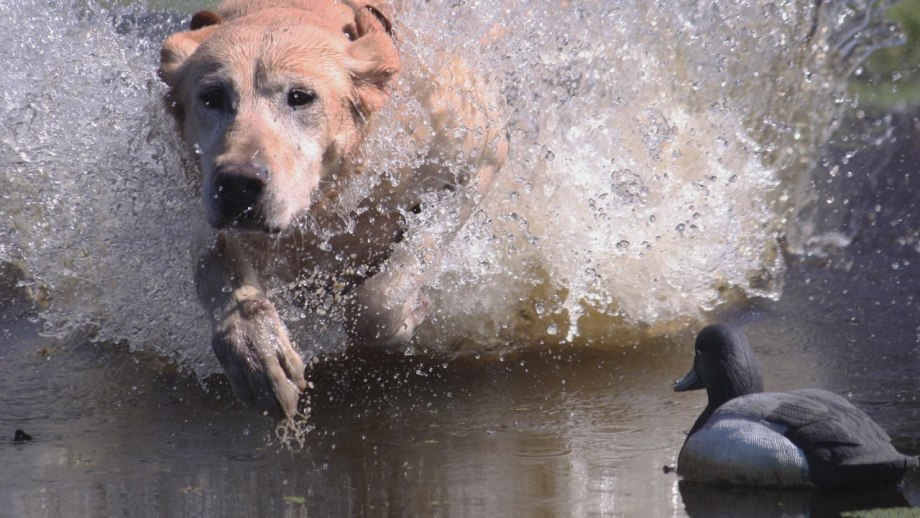 Лабрадор в воде