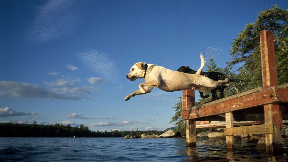 Лабрадор в воде