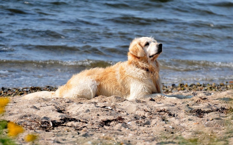 Собачка на берегу моря