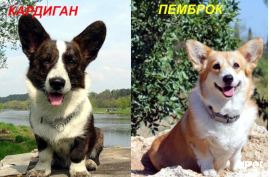Вельш корги кардиган и пемброк отличия