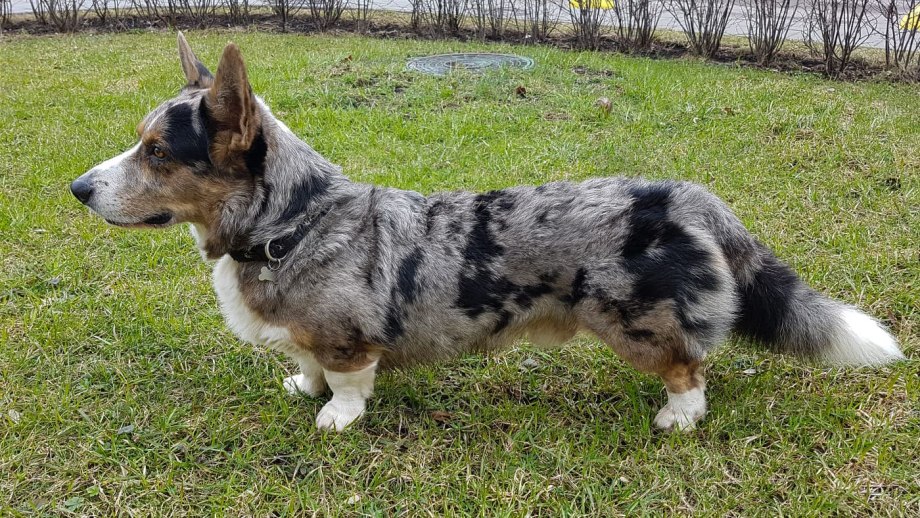 Вельш корги кардиган стойка