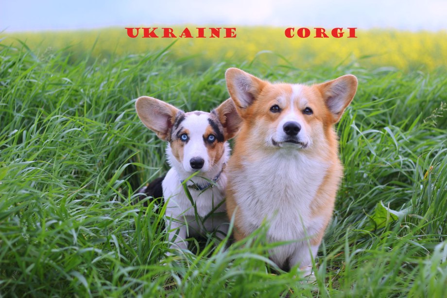 Оксана Гачина корги
