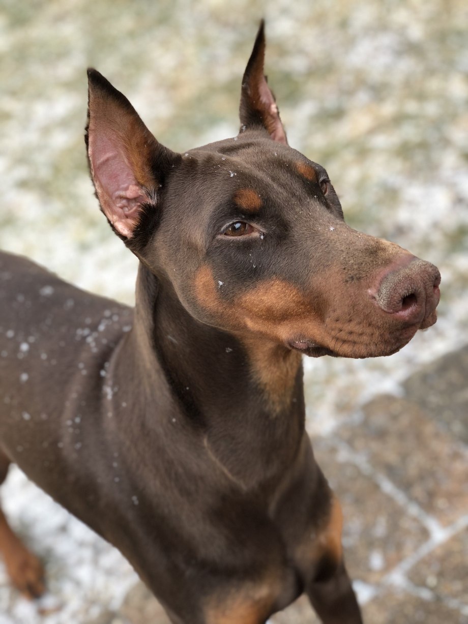 Chocolate Doberman Pincher