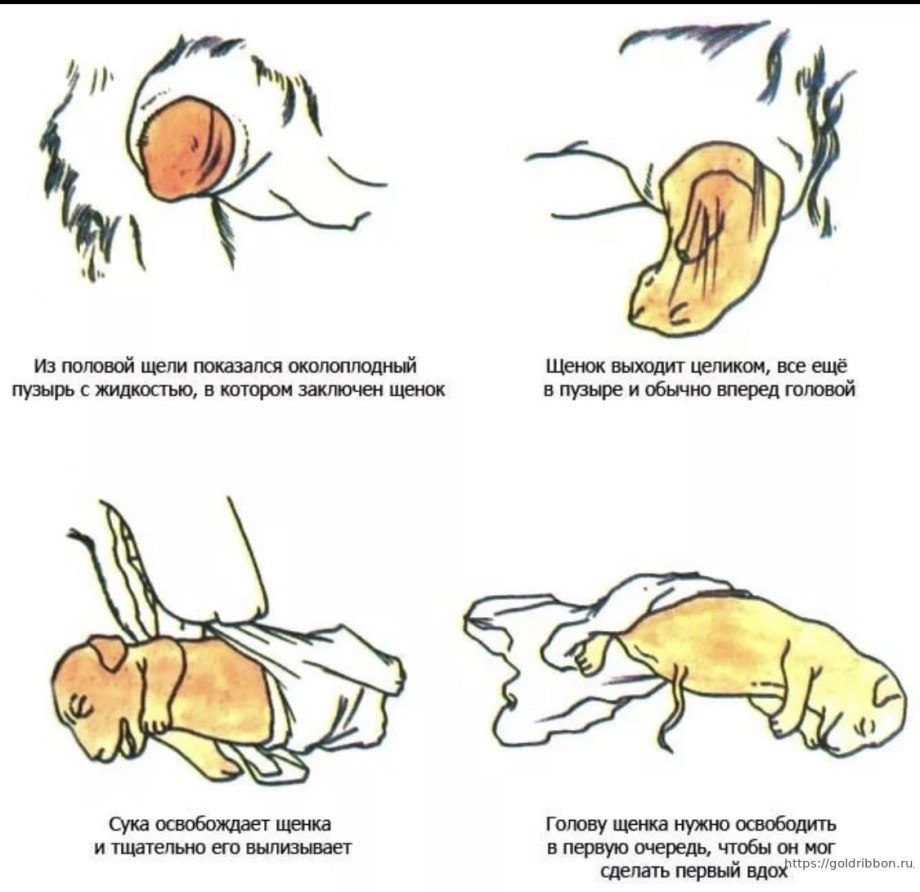 Новорожденные щенки чихуахуа