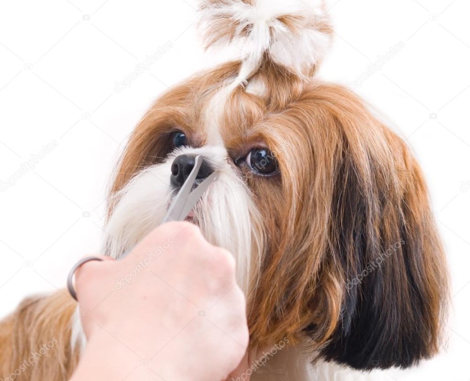 Ши тцу / Shih Tzu (208)