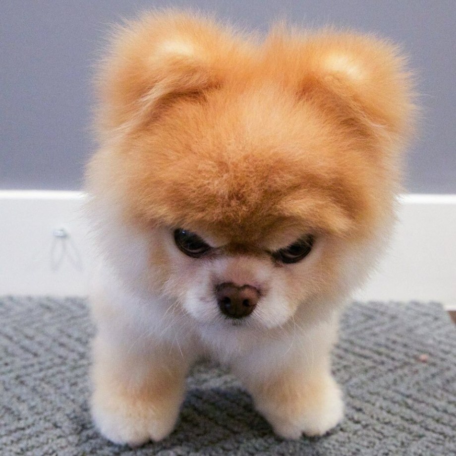 Шпиц cute Pomeranian