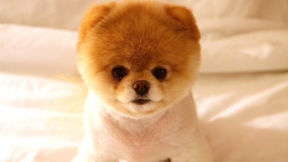 Померанский шпиц Boo