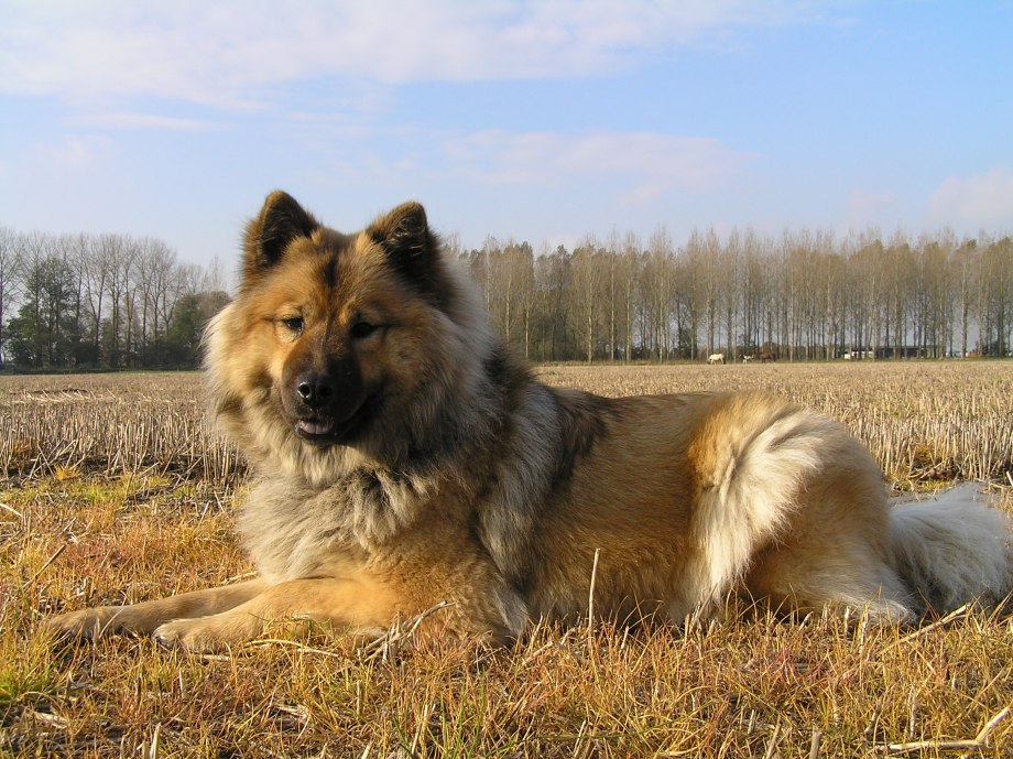Померанский шпиц щенок Boo