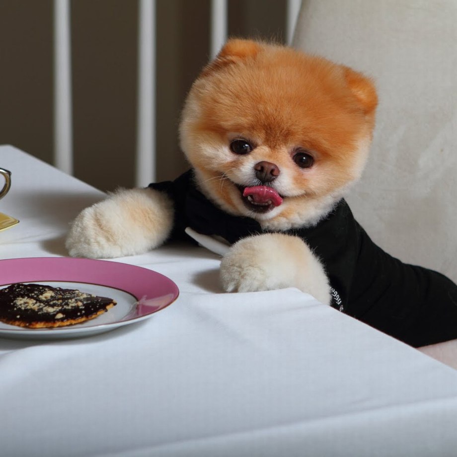 Померанский шпиц Boo