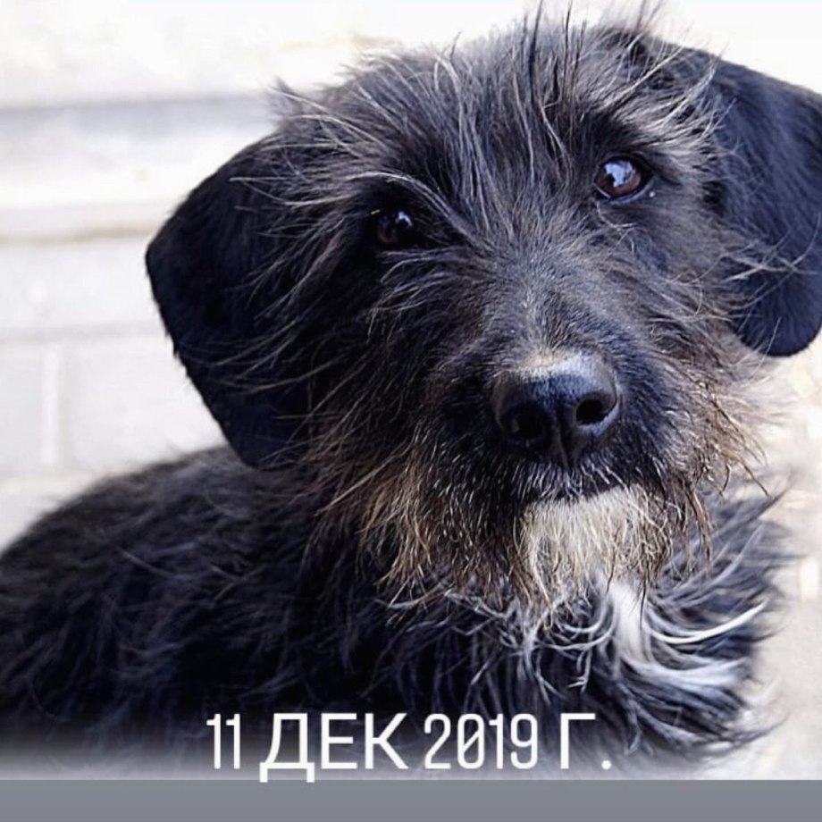 Цвергшнауцер терьер