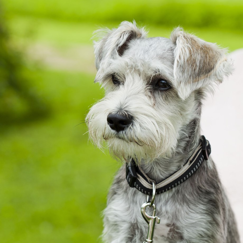 Ризеншнауцер / giant Schnauzer (181) к