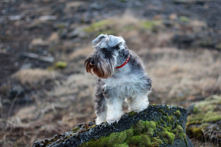 Цвергшнауцер чёрный Miniature Schnauzer Black