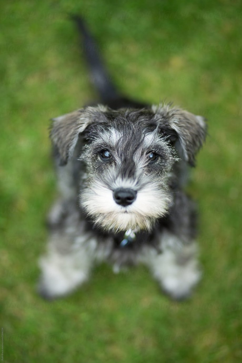 Giant Schnauzer