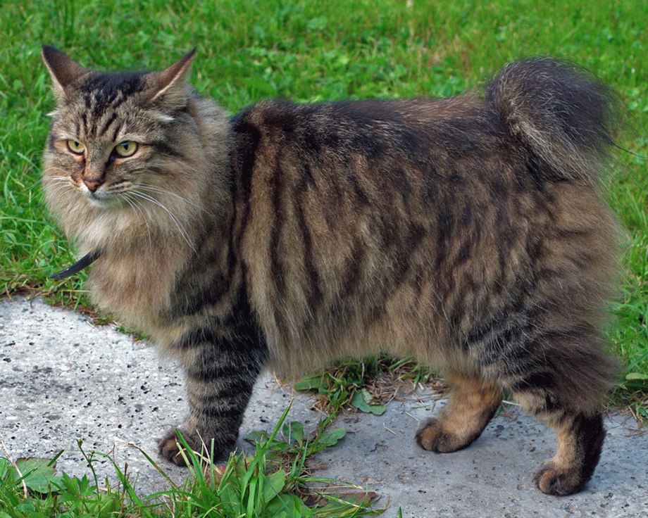 Коты Курильский бобтейл