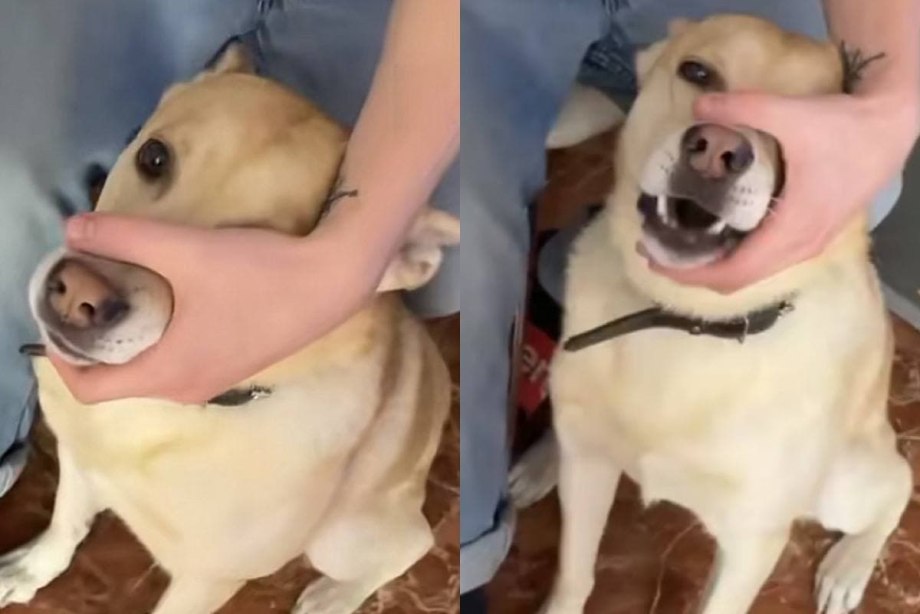 Собака собаку имеет