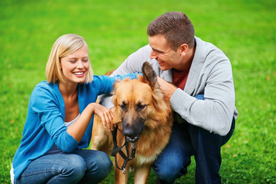 Dog Commands