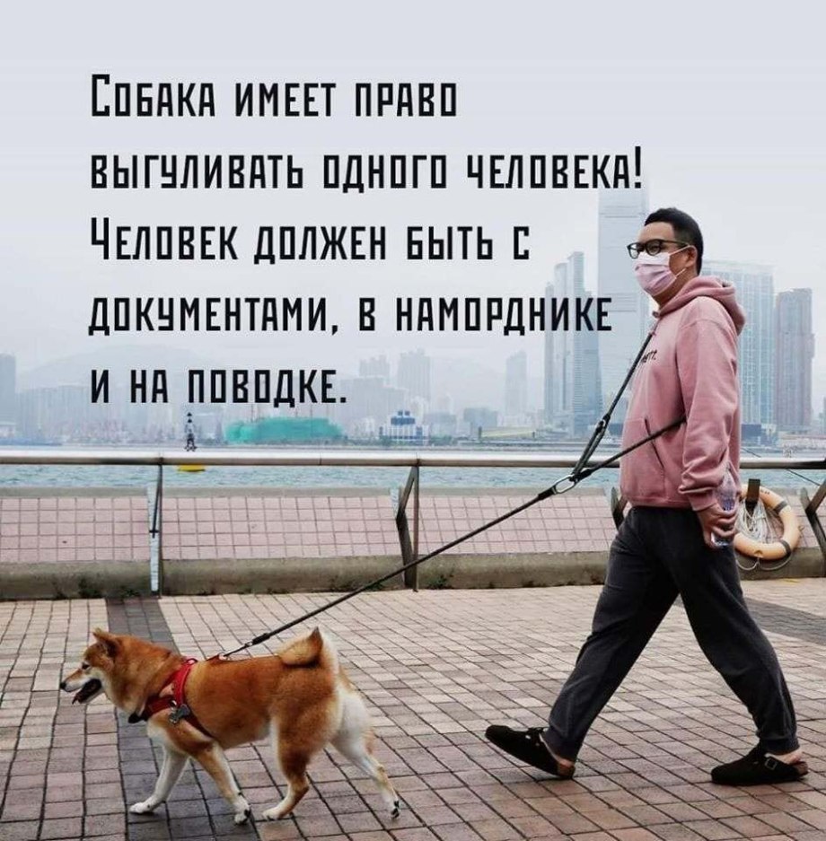 Хозяин собаки