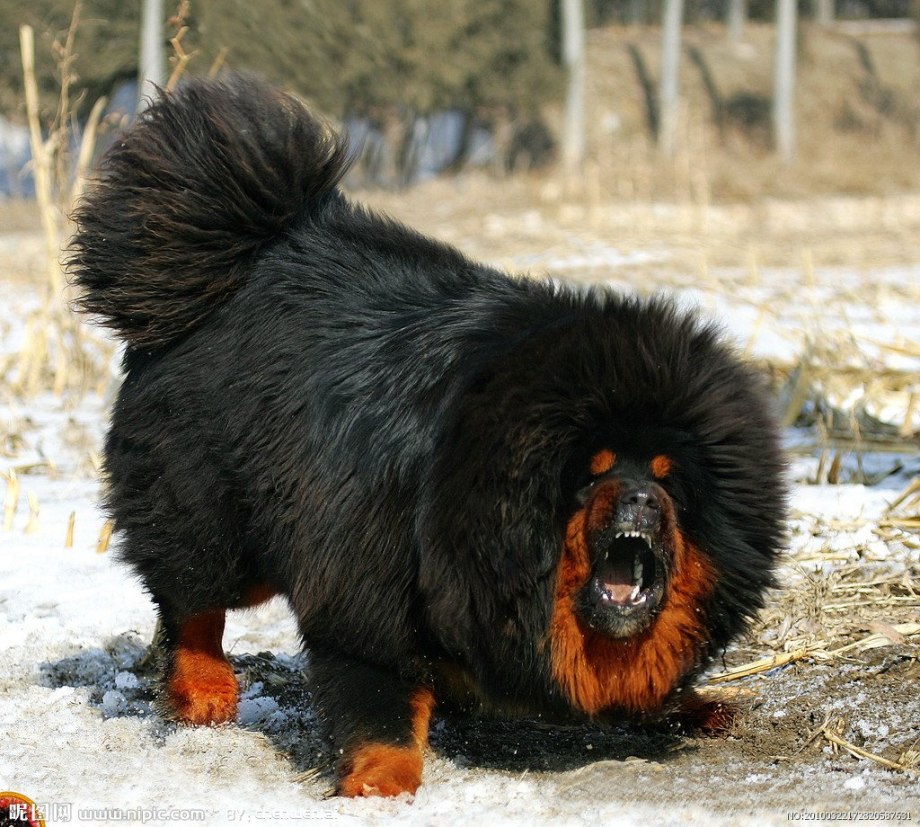 Огненный тибетский мастиф