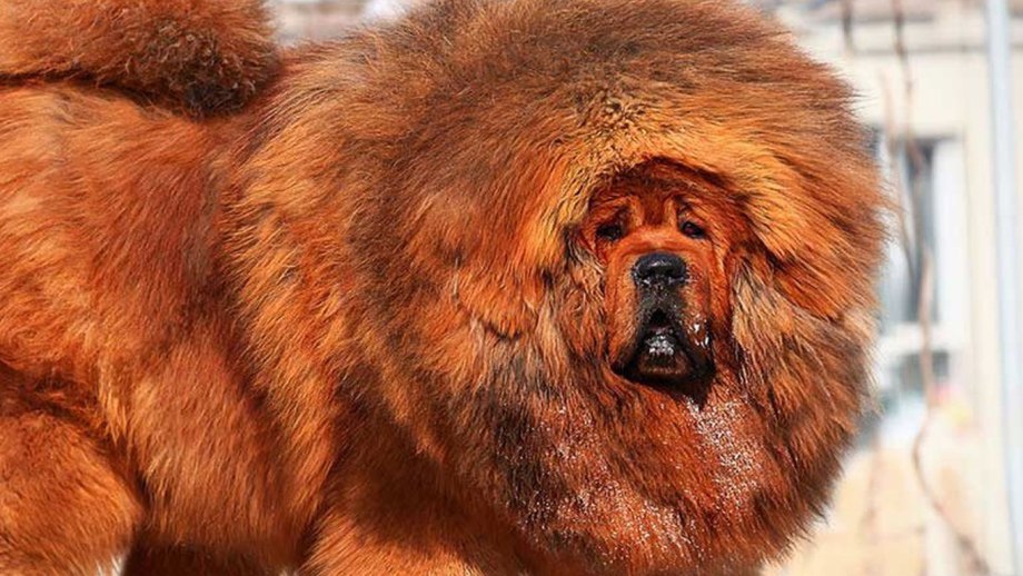 Чау-чау и тибетский мастиф
