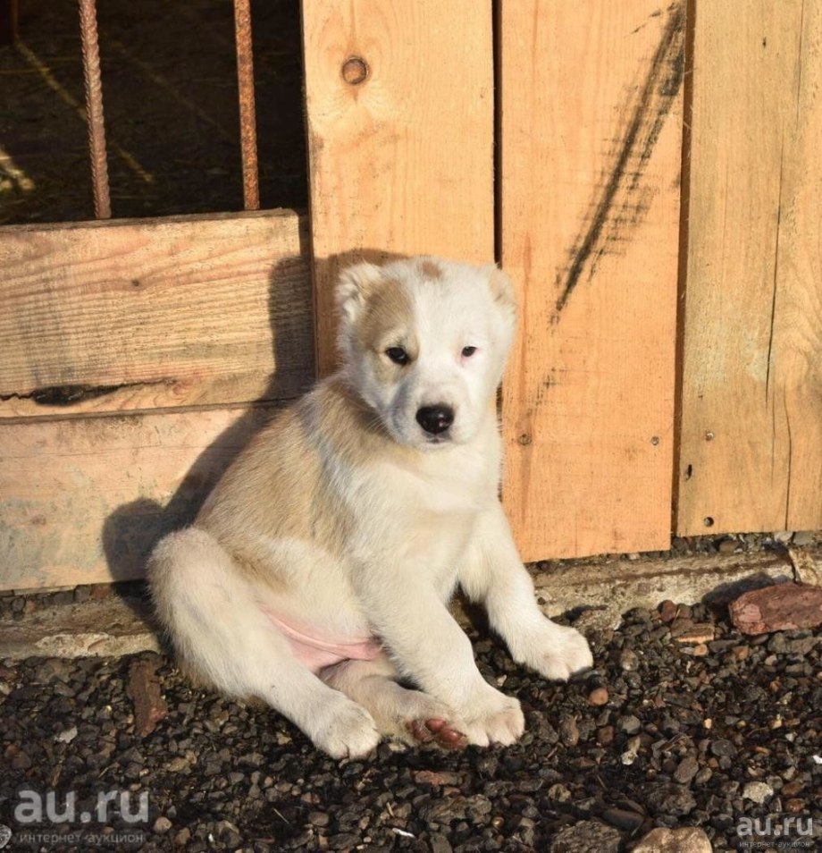 Щенки алабая