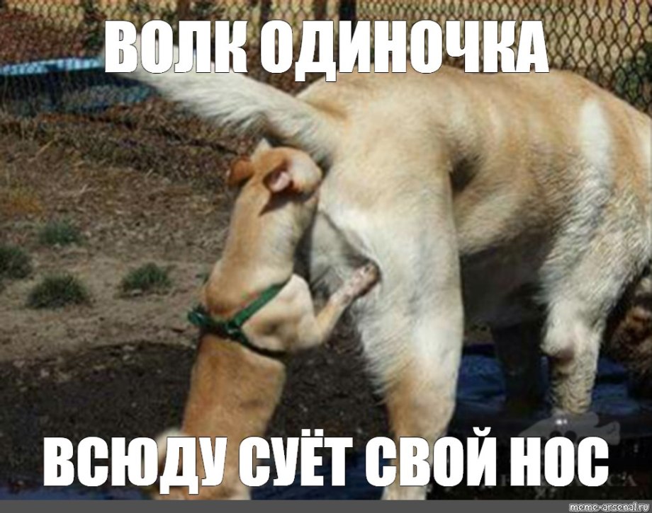 Собаки знакомятся