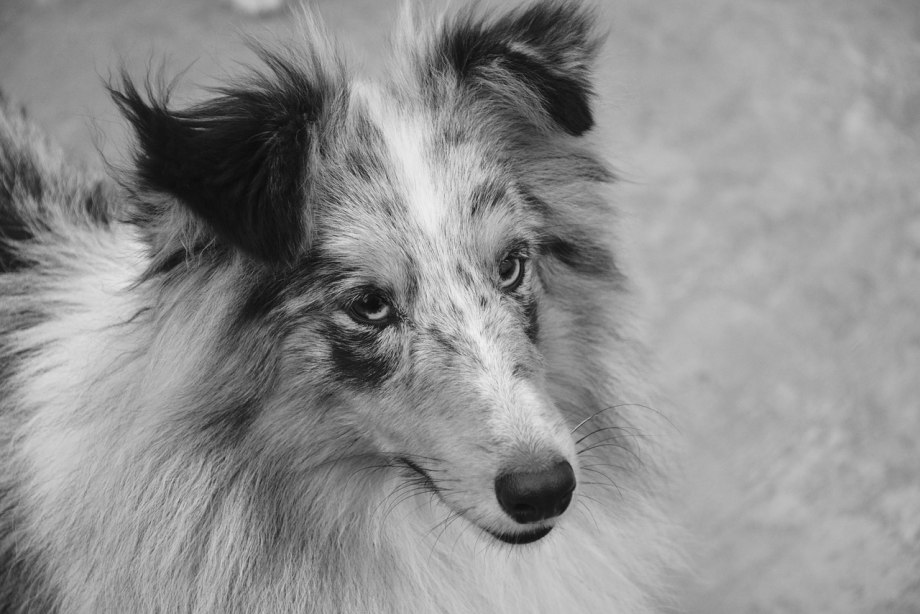 Bitch Dog Black and White