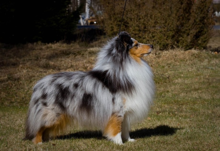 Логотип колли