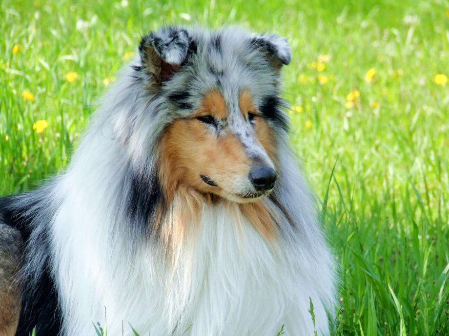 Карен колли