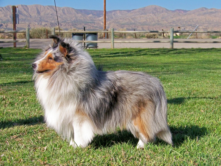 Shetland Sheepdog Tricolor