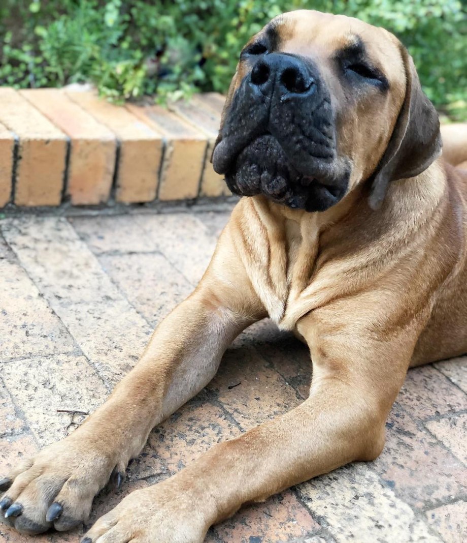 Южноафриканский бурбуль / South African Boerboel к