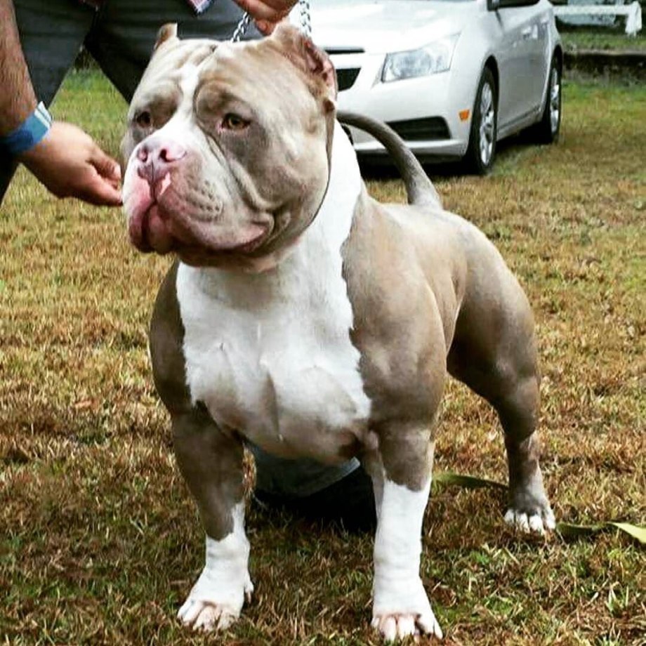 Great Dane