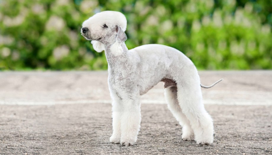 Бедлингтон терьер the Dog collection