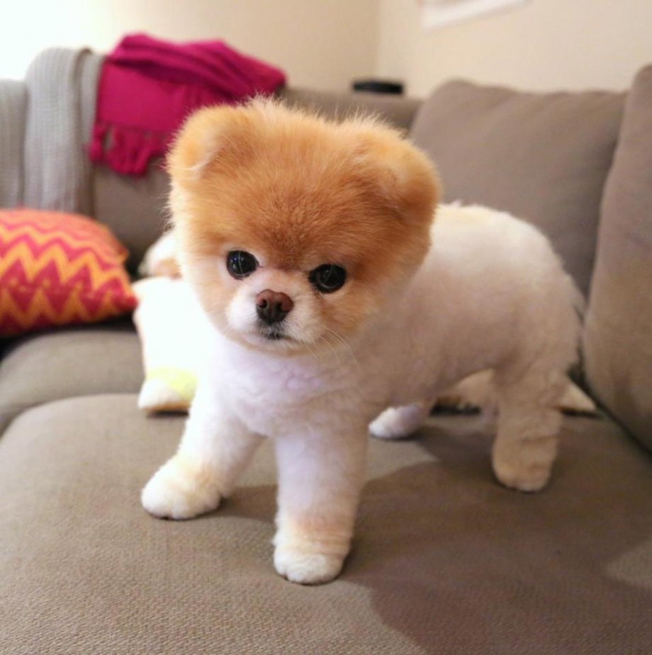 Померанский шпиц Boo