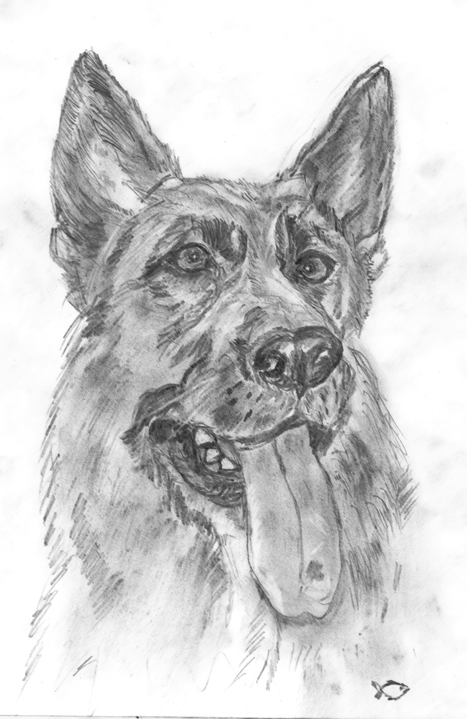 Собака рисунок карандашом