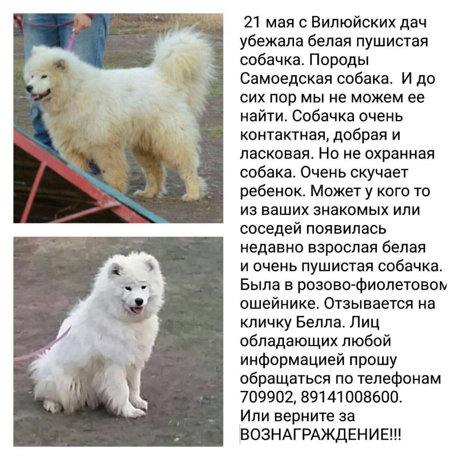 Самоедская лайка