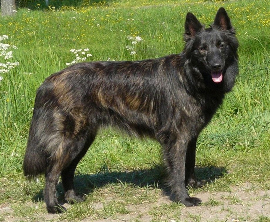 Голландская овчарка короткошерстная