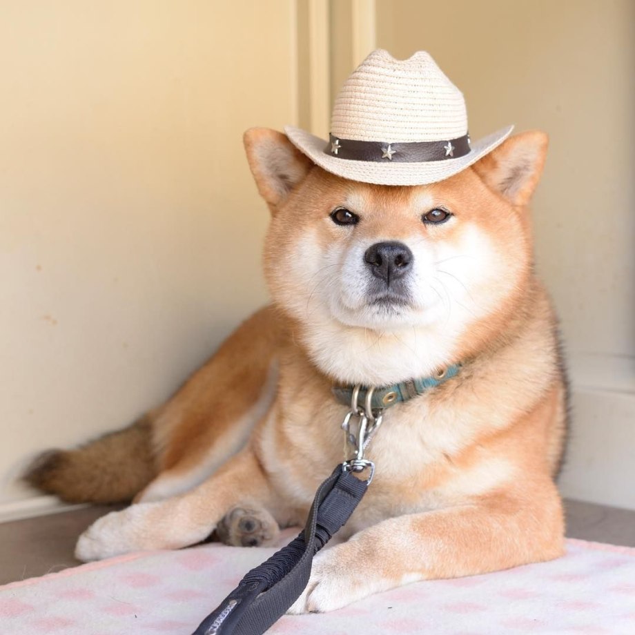 Shiba Inu Акита