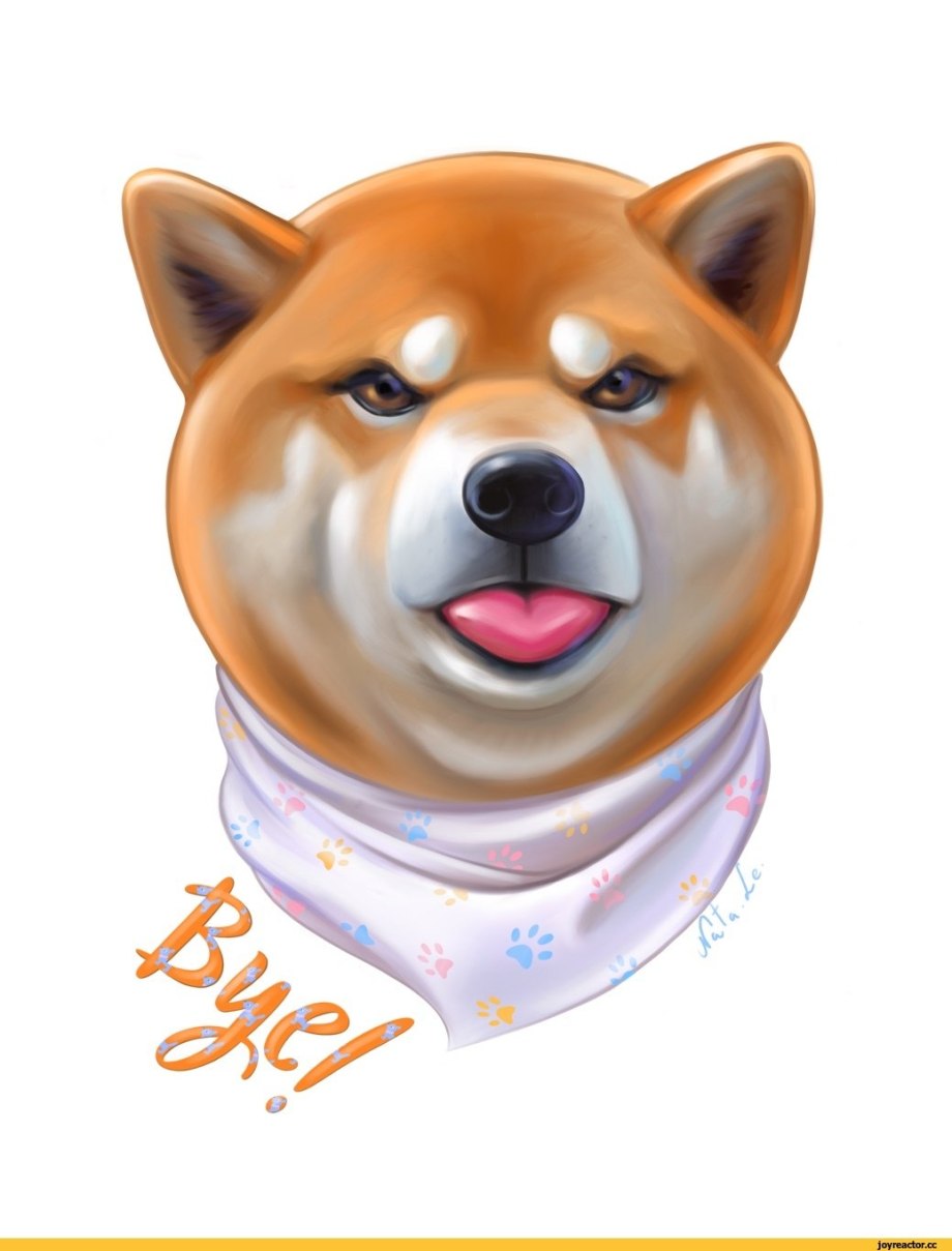 Акита ину Doge