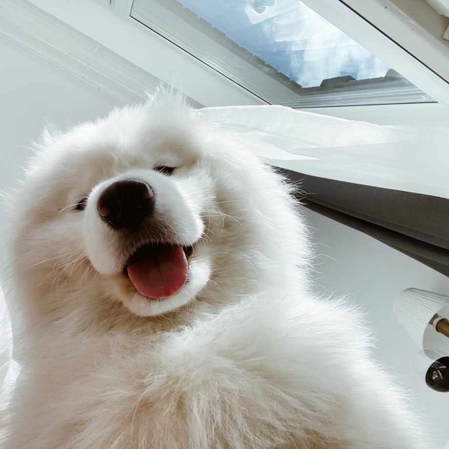 Samoyed furry