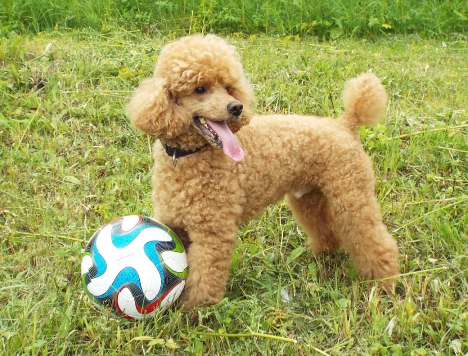 Poodle Kaniş