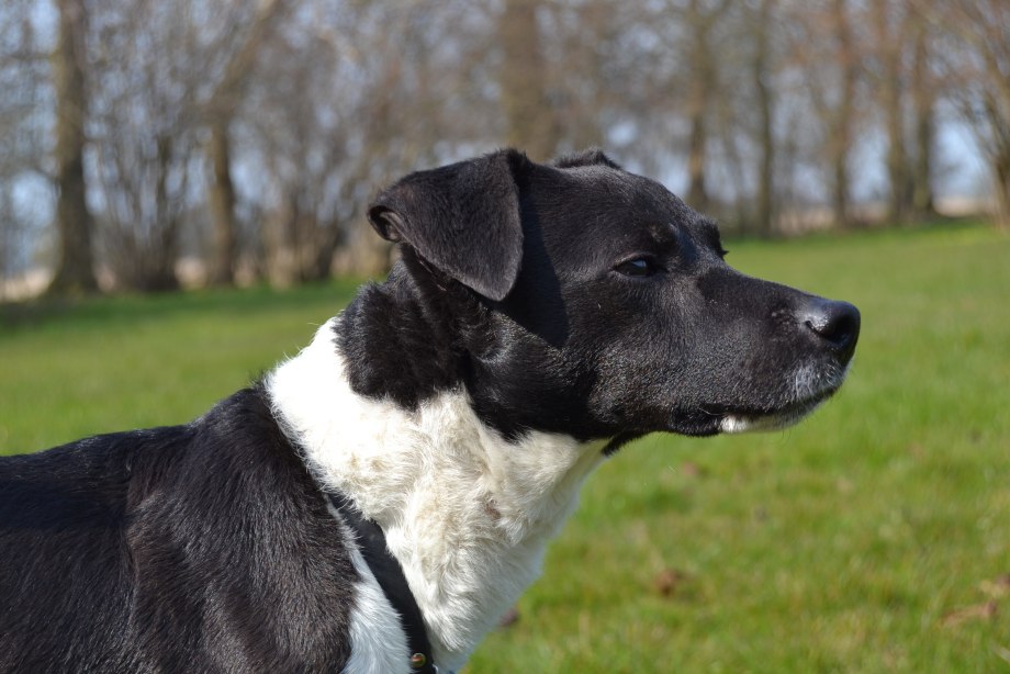 Patterdale Terrier vs Fox
