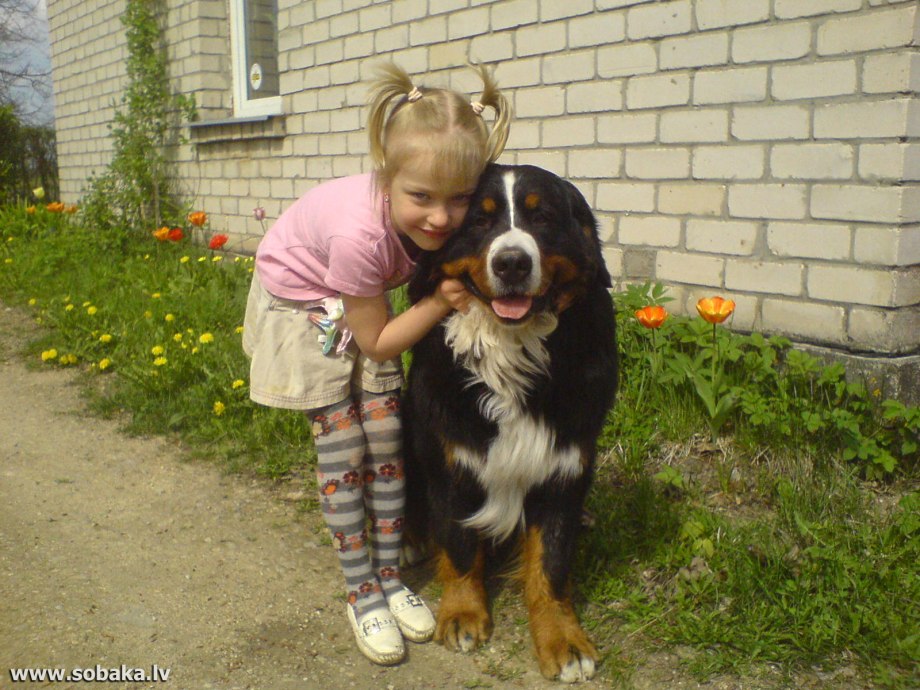 Бернский зенненхунд и дети